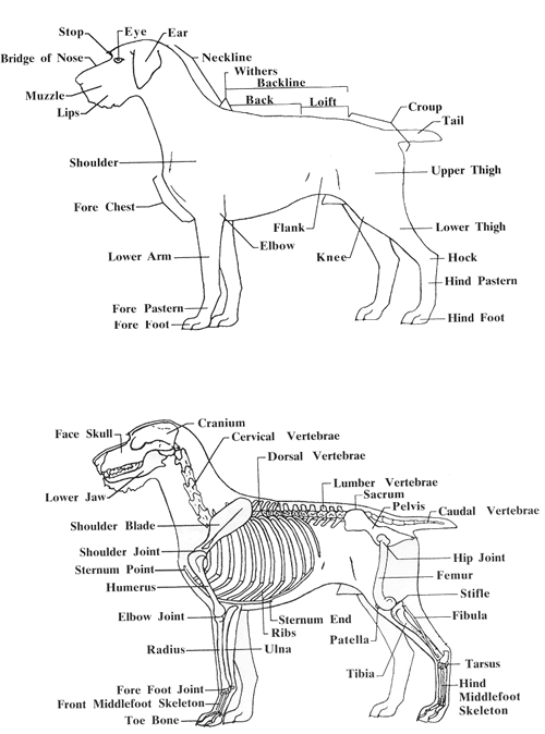 Anatomical drawing of the Deutsch-Drahthaar