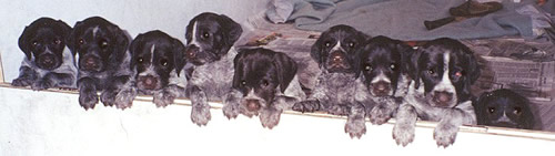 Image of Deutsch-Drahthaar puppies